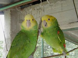 loros de Verazcruz