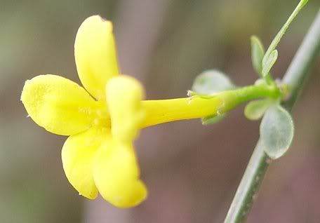 Jasminum_fruticans_a.jpg jazmin image by Luz_Lunar