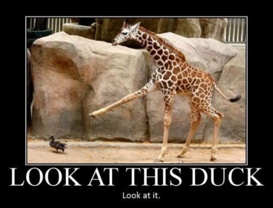 1356look_at_this_duck-giraffe.jpg