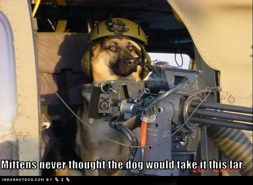 funny-dog-pictures-dog-prepares-for-battle-with-cats.jpg