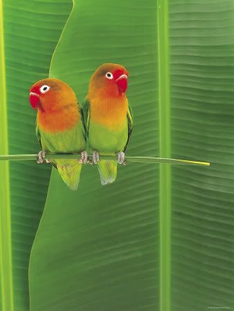 aflo-pair-of-lovebirds-perched.jpg