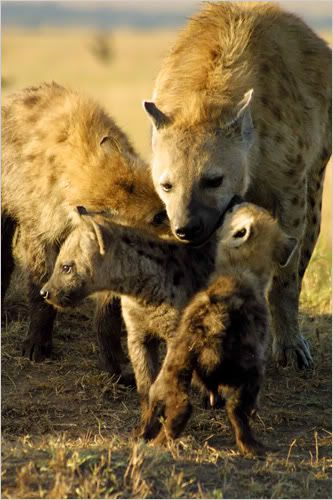 hyenakids.jpg