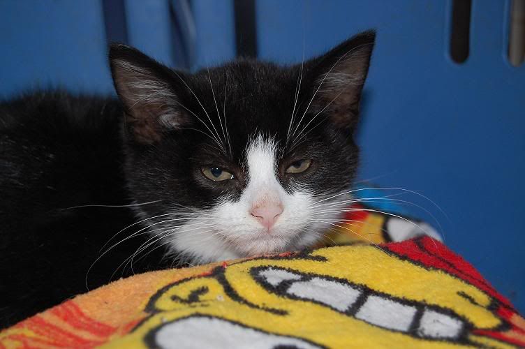 kitty1.jpg