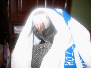 2009-02-05towel005-1-2.jpg