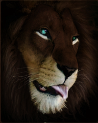 Masked Lion Avatar