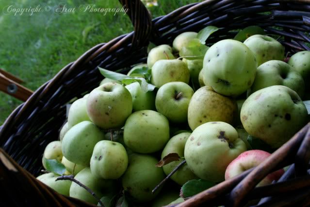 Apples in Basket