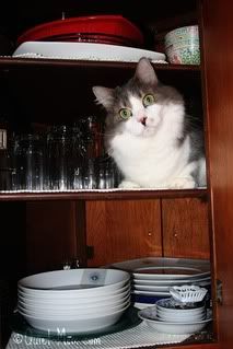 Scamper in the Cupboard