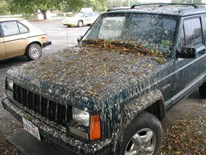 Car Poop
