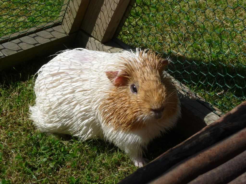 guineapigs003.jpg
