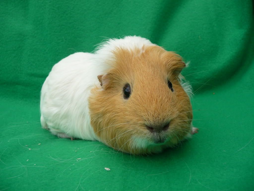 guineapigs039.jpg