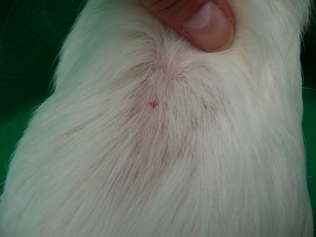 guineapigs040.jpg