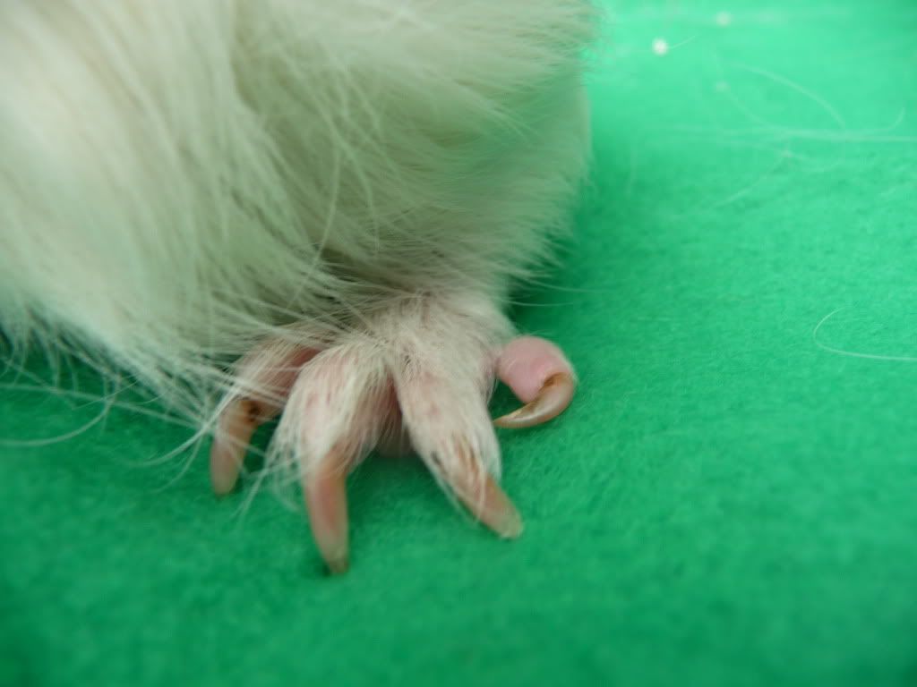 guineapigs041.jpg