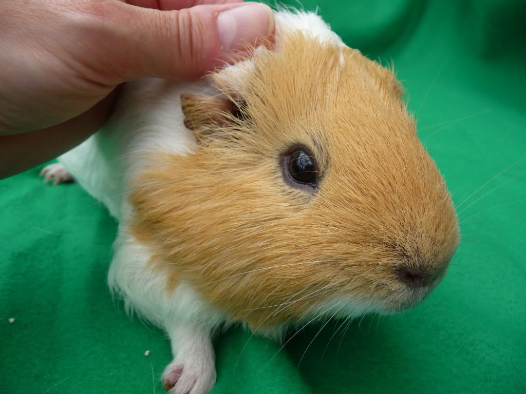 guineapigs042.jpg