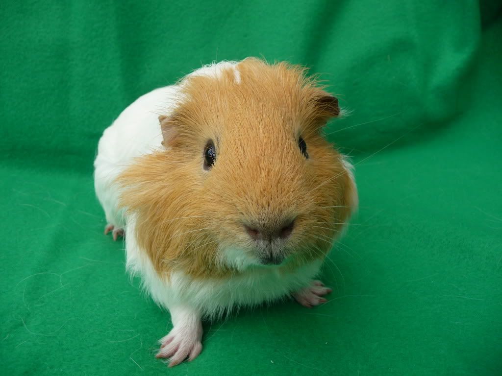 guineapigs043.jpg