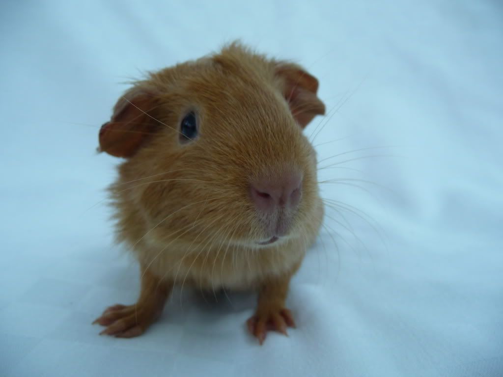 guineapigs049.jpg