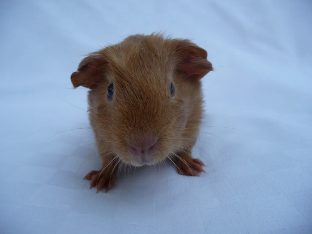 guineapigs050.jpg