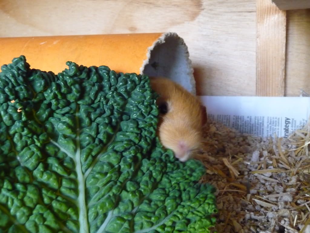 guineapigs064.jpg