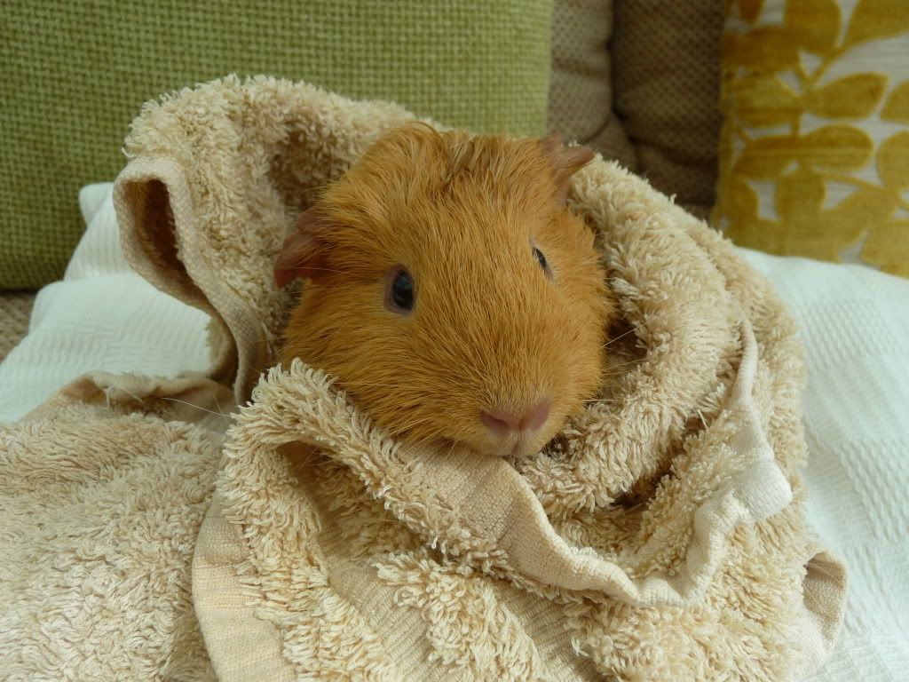 guineapigs068.jpg