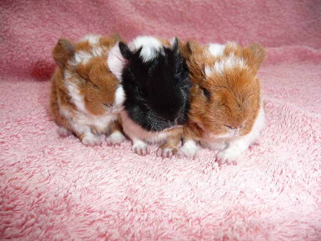 guineapigsDec08016.jpg