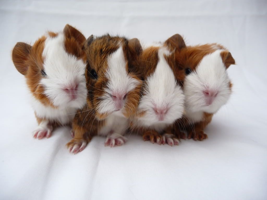 guineapigsDec08044.jpg