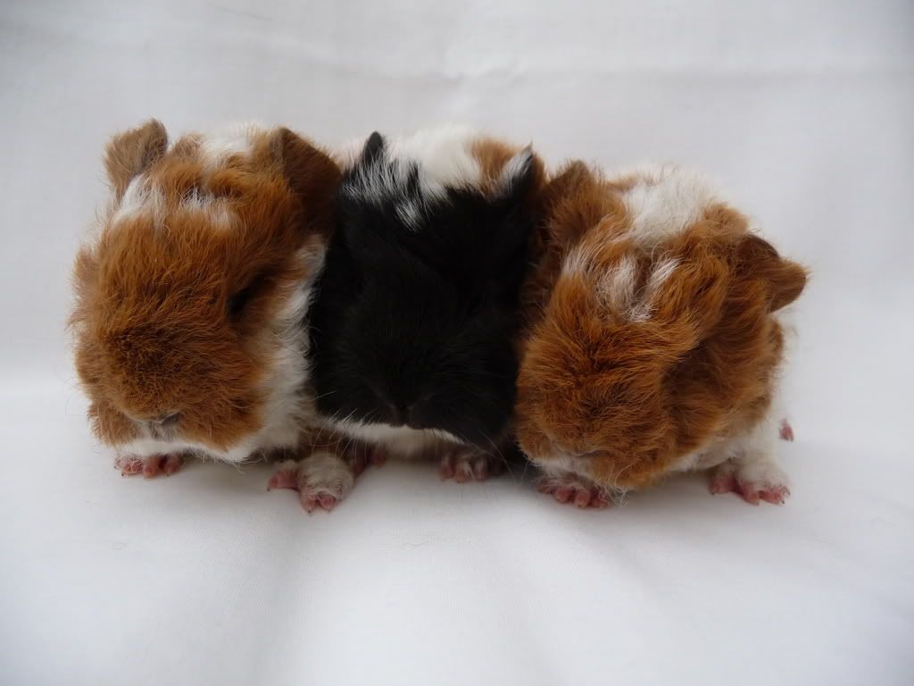 guineapigsDec08049.jpg